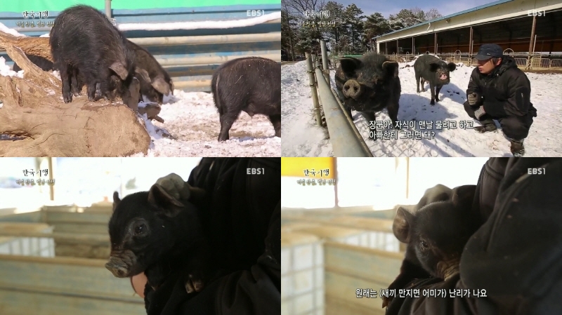 한국기행-한방건강학과 동문 이연재씨의 목장