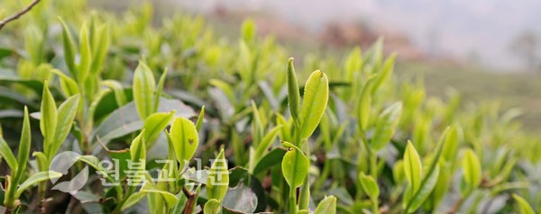 다르질링 홍차 사진